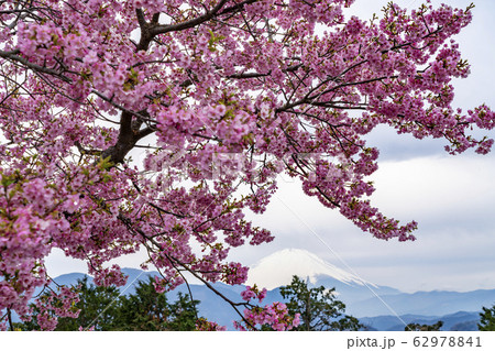 【神奈川県】河津桜と富士山　松田町 62978841