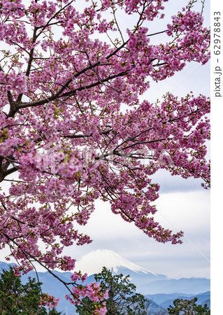 【神奈川県】河津桜と富士山 松田町 【神奈川県】河津桜と富士山 松田町 62978843