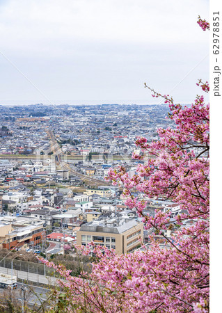 【神奈川県】河津桜 松田町 【神奈川県】河津桜 松田町 62978851