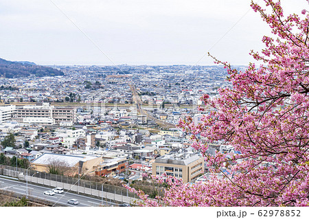 【神奈川県】河津桜 松田町 【神奈川県】河津桜 松田町 62978852