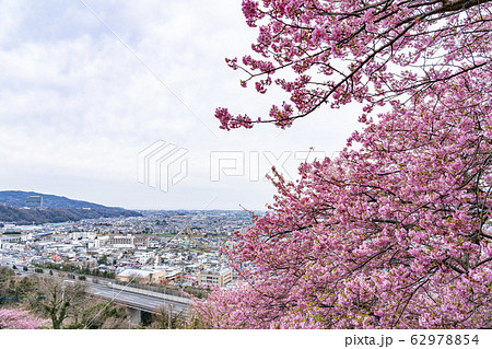 【神奈川県】河津桜 松田町 【神奈川県】河津桜 松田町 62978854