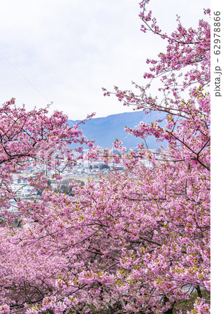 【神奈川県】河津桜 松田町 【神奈川県】河津桜 松田町 62978866