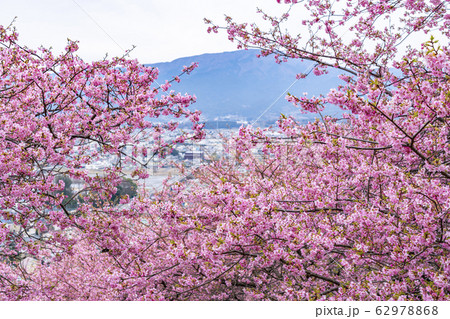 【神奈川県】河津桜　松田町 62978868