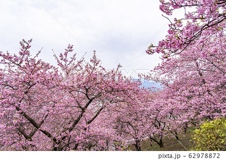 【神奈川県】河津桜 松田町 【神奈川県】河津桜 松田町 62978872