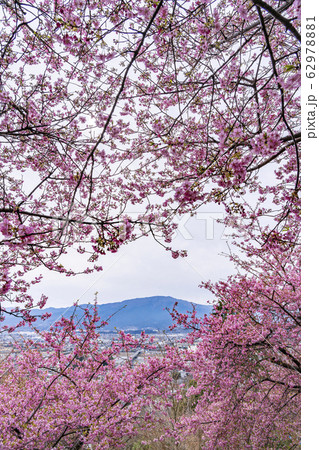 【神奈川県】河津桜　松田町 62978881