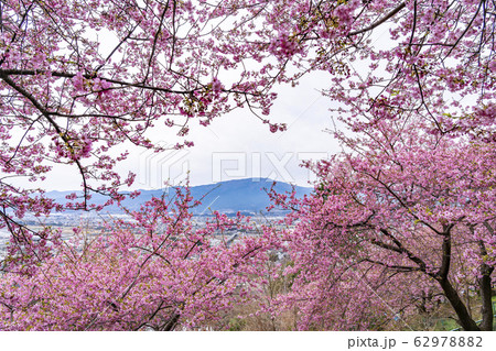 【神奈川県】河津桜 松田町 【神奈川県】河津桜 松田町 62978882