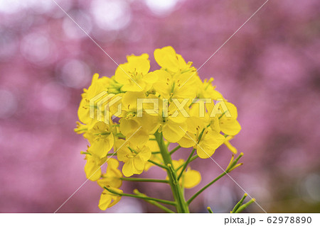 【神奈川県】菜の花と河津桜 62978890