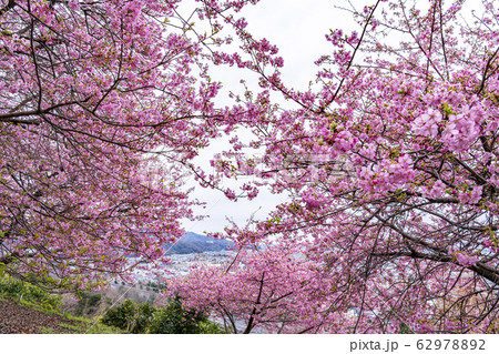 【神奈川県】河津桜 松田町 【神奈川県】河津桜 松田町 62978892