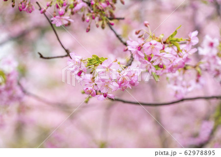 河津桜 62978895