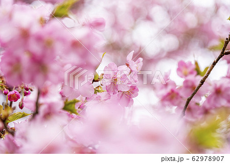 河津桜 河津桜 62978907