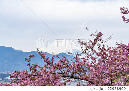 【神奈川県】河津桜と富士山 松田町 【神奈川県】河津桜と富士山 松田町 62978909