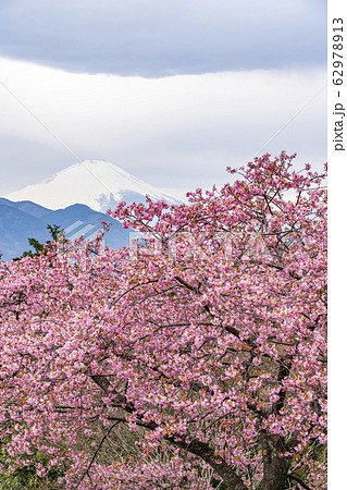 【神奈川県】河津桜と富士山　松田町 62978913