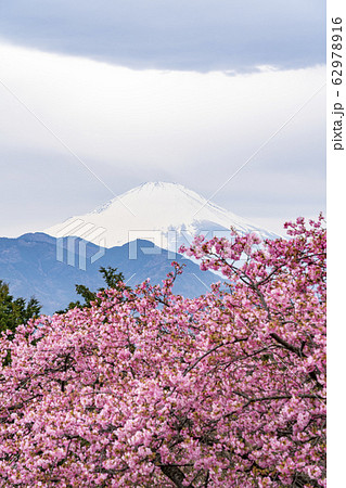 【神奈川県】河津桜と富士山　松田町 62978916