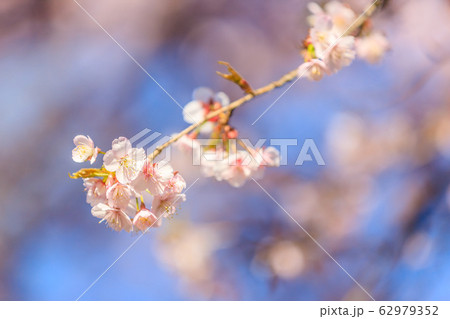 寒桜 寒桜 62979352