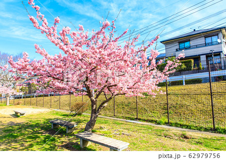 久原公園の河津桜 【長崎県大村市】 久原公園の河津桜 【長崎県大村市】 62979756