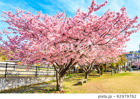 久原公園の河津桜 【長崎県大村市】 久原公園の河津桜 【長崎県大村市】 62979762