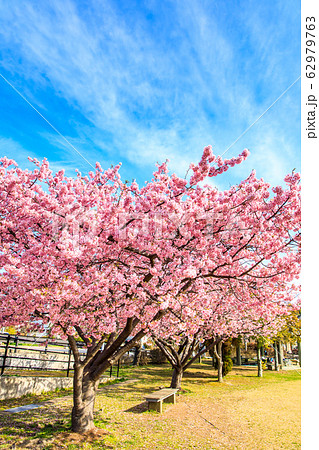 久原公園の河津桜 【長崎県大村市】 久原公園の河津桜 【長崎県大村市】 62979763