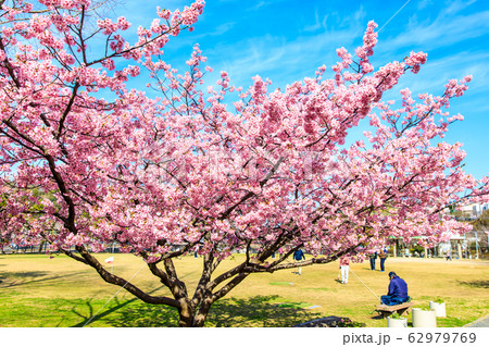 久原公園の河津桜 【長崎県大村市】 久原公園の河津桜 【長崎県大村市】 62979769
