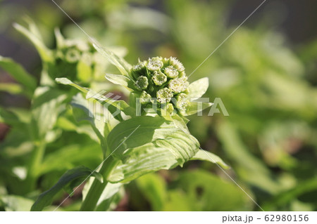 春の草花 ふきのとう 春の草花 ふきのとう 62980156