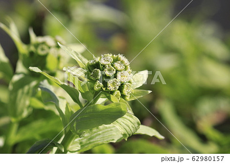 春の草花 ふきのとう 春の草花 ふきのとう 62980157
