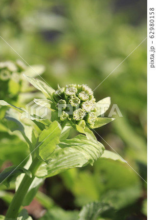 春の草花 ふきのとう 春の草花 ふきのとう 62980158