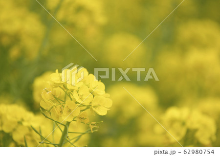 春を告げる菜の花 春を告げる菜の花 62980754