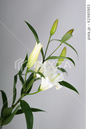 百合　ユリ　ゆり　lily   花　Flower 62980903