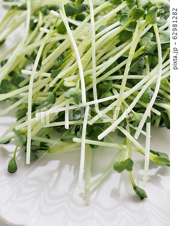 有機 野菜 撫順 62981282