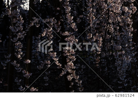 しだれ桜 しだれ桜 62981524