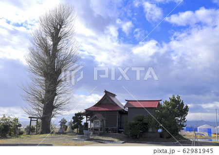 みちのく潮風トレイル 大津波に耐えた岩沼市長谷釜の神明社の大銀杏 みちのく潮風トレイル 大津波に耐えた岩沼市長谷釜の神明社の大銀杏 62981945