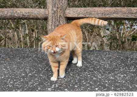 亀山湖湖畔の公園にいた野良猫 千葉県君津市 日本 亀山湖湖畔の公園にいた野良猫 千葉県君津市 日本 62982523