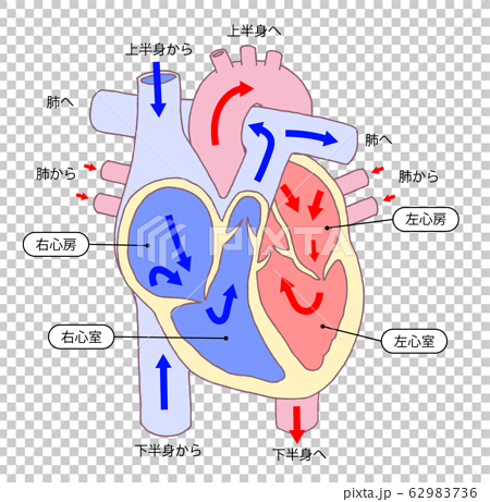 心臓 断面図のイラスト素材