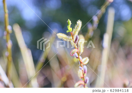 イヌコリヤナギの花穂 イヌコリヤナギの花穂 62984118