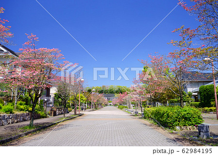 ハナミズキが美しい高級住宅街４ 62984195