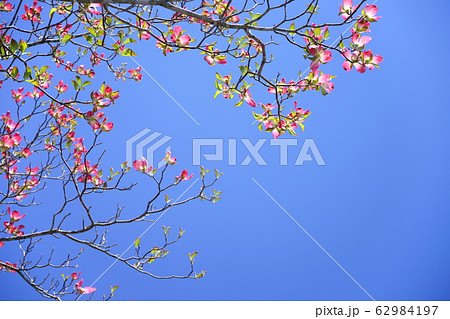 はなみづきのフレーム１ 62984197