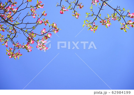 はなみづきのフレーム2 はなみづきのフレーム2 62984199