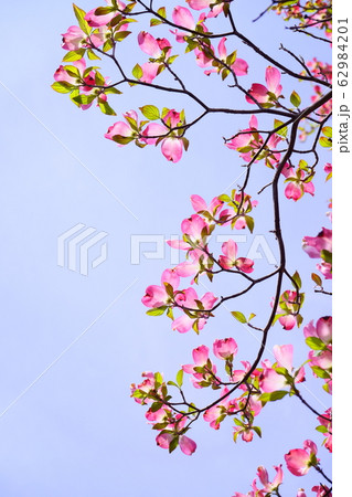 はなみづきのフレーム３ 62984201