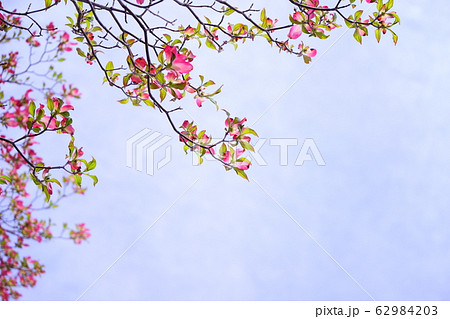 はなみづきのフレーム４ 62984203