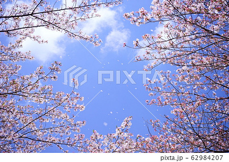 桜吹雪2 桜吹雪2 62984207