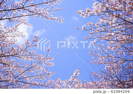 桜吹雪3 桜吹雪3 62984209