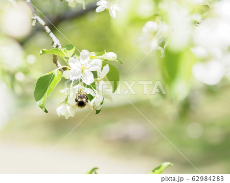 ズミの花とマルハナバチ ズミの花とマルハナバチ 62984283