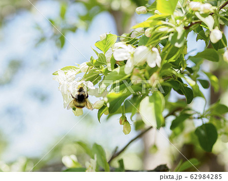 ズミの花とマルハナバチ02 ズミの花とマルハナバチ02 62984285