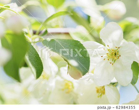 ズミの花 クローズアップ02の写真素材