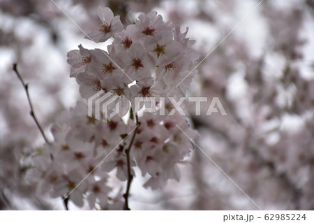 桜 62985224