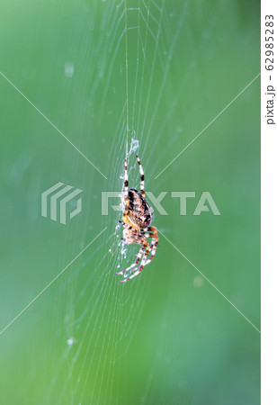 Spider sits on his net on a green meadow. 62985283