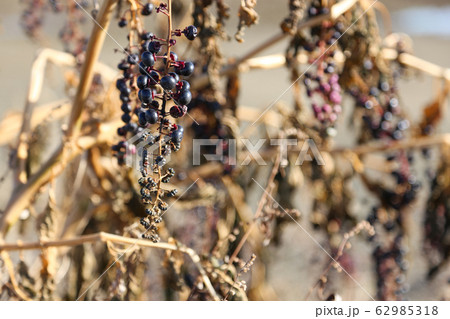 ヨウシュヤマゴボウ１ 62985318