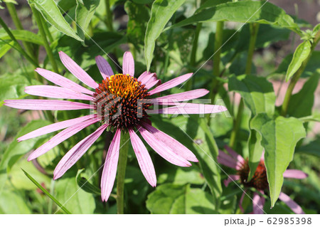 Echinacea flowers among a green grass in a garden Echinacea flowers among a green grass in a garden 62985398