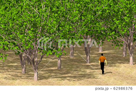 森と人物 62986376