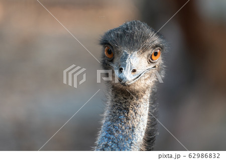Close up of the head of an emu 62986832