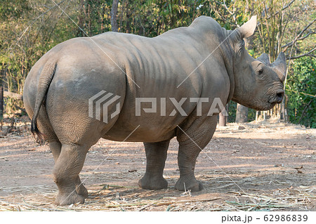 white rhinoceros 62986839